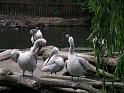 Berlijn 2009 ZOO173
